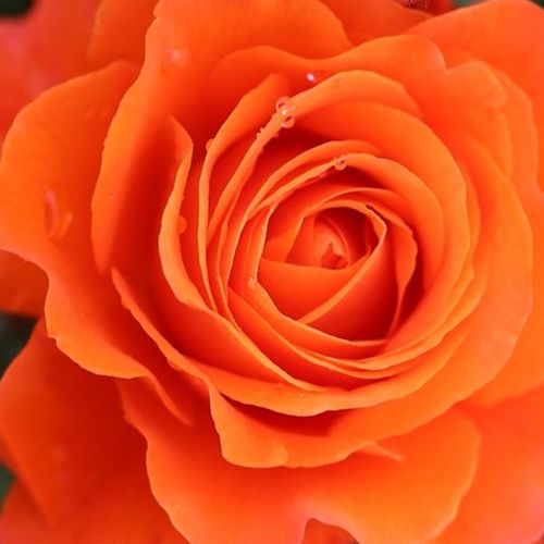 Rosa For You With Love™ - rosa de fragancia discreta - Árbol de Rosas Floribunda - rosal de pie alto - naranja - Gareth Fryer- forma de corona tupida - Rosal de árbol con multitud de flores que se abren en grupos no muy densos.